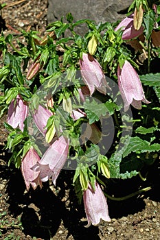 Closeup of Campanula punctata \'Pink Chimes\'