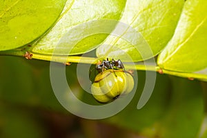 Closeup of a Camponotus schmitzi ant on a plant