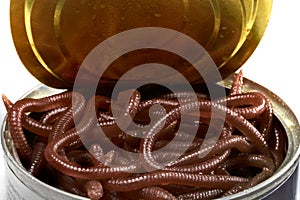 Closeup of a Can of Worms Opened