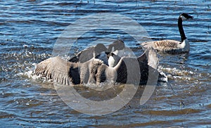 canada geese fighting
