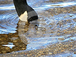 Closeup of a Canada Goose Blowing Bubbles Under Water in a Lake