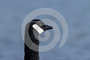 Closeup of Canada Goose looking away