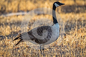 Closeup of a Canada goose, profile, in the yellow grass background