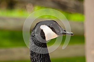 Closeup Canadian Goose