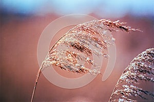 Closeup of cane flower in spring shot with analogue film photography  - 1