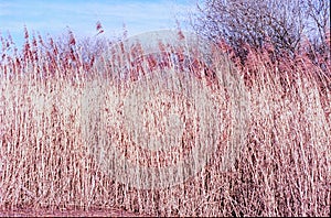 Closeup of cane flower in spring shot with analogue film photography  - 2