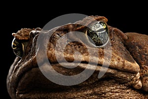 Closeup Cane Toad - Bufo marinus, giant neotropical, marine, Black