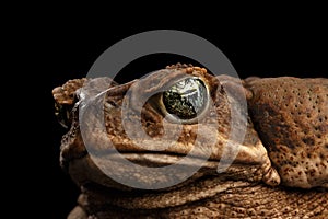 Closeup Cane Toad - Bufo marinus, giant neotropical, marine, Black