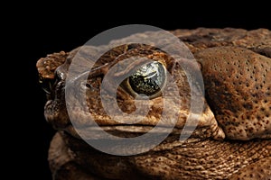Closeup Cane Toad - Bufo marinus, giant neotropical, marine, Black