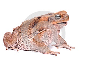 Closeup Cane Toad isolated on white background