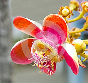 Closeup of Cannonball flower