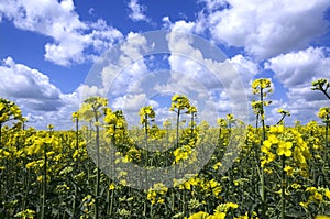 Sunny day at the blooming canola field.Closeup of canola flowers against blue cloudy sky photo