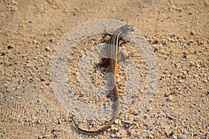 Closeup of a canyon spotted whiptail on a dry ground