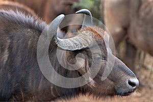 Closeup of Cape Buffalo cow [syncerus caffer] in Kruger National Park in South Africa