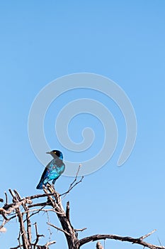A Cape glossy starling -Lamprotornis nitens- sitting on a tree in Etosha
