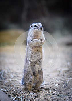 Closeup of Cape ground squirrel, Xerus inauris, eating and on watch for danger close to the burrow