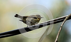 Closeup Cape May Warbler ( Setophaga tigrina)