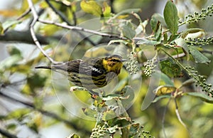 Closeup of Cape May Warbler (Setophaga tigrina) Canada