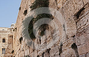Closeup of Caper Plants Growing in the Western Wall Kotel in Jerusalem photo