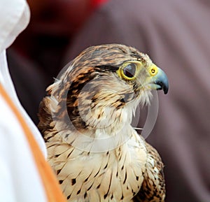 Closeup of captive falcon with its breeder