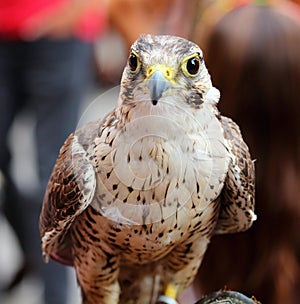 Closeup of captive falcon with its breeder