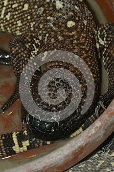 Closeup on a captive, Gila monster, heloderma suspectum, hydrating from a water ball