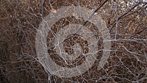 Closeup capture of interlaced tree branches without leaves.