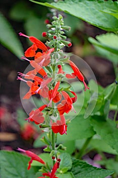 Closeup of Cardinal Flower Lobelia cardinalis