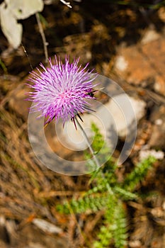 Closeup of Carduus plant flower