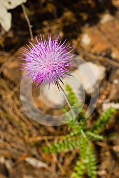 Closeup of Carduus plant flower