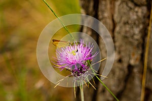 Closeup of Carduus plant flower with butterfly, beetle and spider