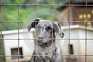 Closeup of a Carea Leones breed dog looking from behind a fence photo