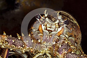 Closeup of a Caribbean Spiny Lobster - Cozumel