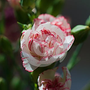 Closeup of a carnation (Dianthus caryophyllus) or grenadine  growing in a  garden