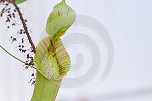 Closeup carnivorous animal eat plant