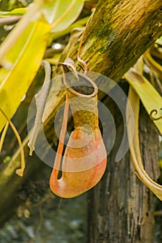 Closeup of carnivorous plant, flycatcher