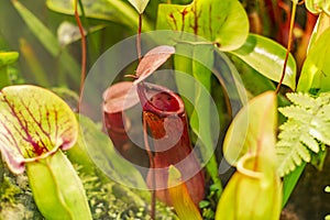 Closeup of carnivorous plant, flycatcher