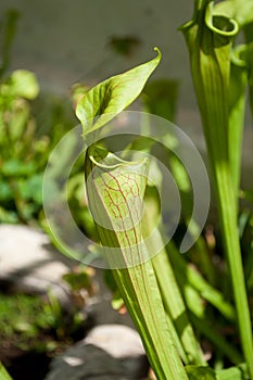 Closeup of carnivorus plant photo
