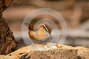 Closeup of a Carolina wren, Thryothorus ludovicianus looking at nuts and worms. Dover, Tennessee.