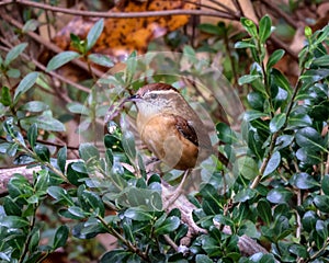 Closeup of a Carolina wren (Thryothorus ludovicianus) perched on a tree branch