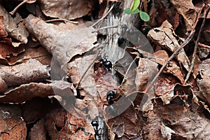 Closeup of carpenter ants crawling through leaves