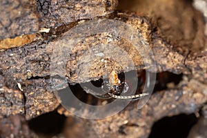 Carpenter, Camponotus ant palp photo