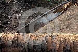 Closeup Carpenter is using chainsaws cut coconut Timber