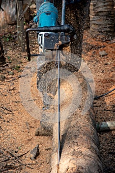 Closeup Carpenter is using chainsaws cut coconut Timber