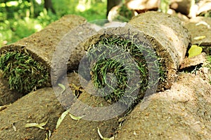 Closeup of carpet grass rugs outdoors with green and brown pattern. Lawn of green grass and soil is rolled into rolls