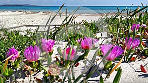 Closeup of Carpobrotus Edulis Hottentot-fig fuchsia flowers on the white sand of Budoni beach in Sardinia with the blue of the