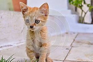 Closeup carroty or rufous little fluffy kitten