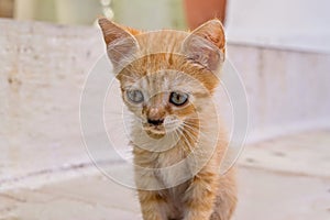 Closeup carroty or rufous little fluffy kitten