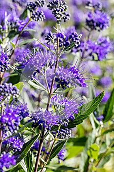 Closeup of Caryopteris, heavenly blue clandonensis, perennial flowery plants