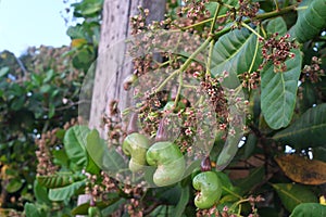 Closeup of cashew nut flowers. Tropical fruit tree with lush green foliage.